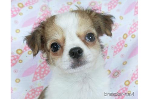 成約済の千葉県のチワワ(ロングコート)-153276の1枚目